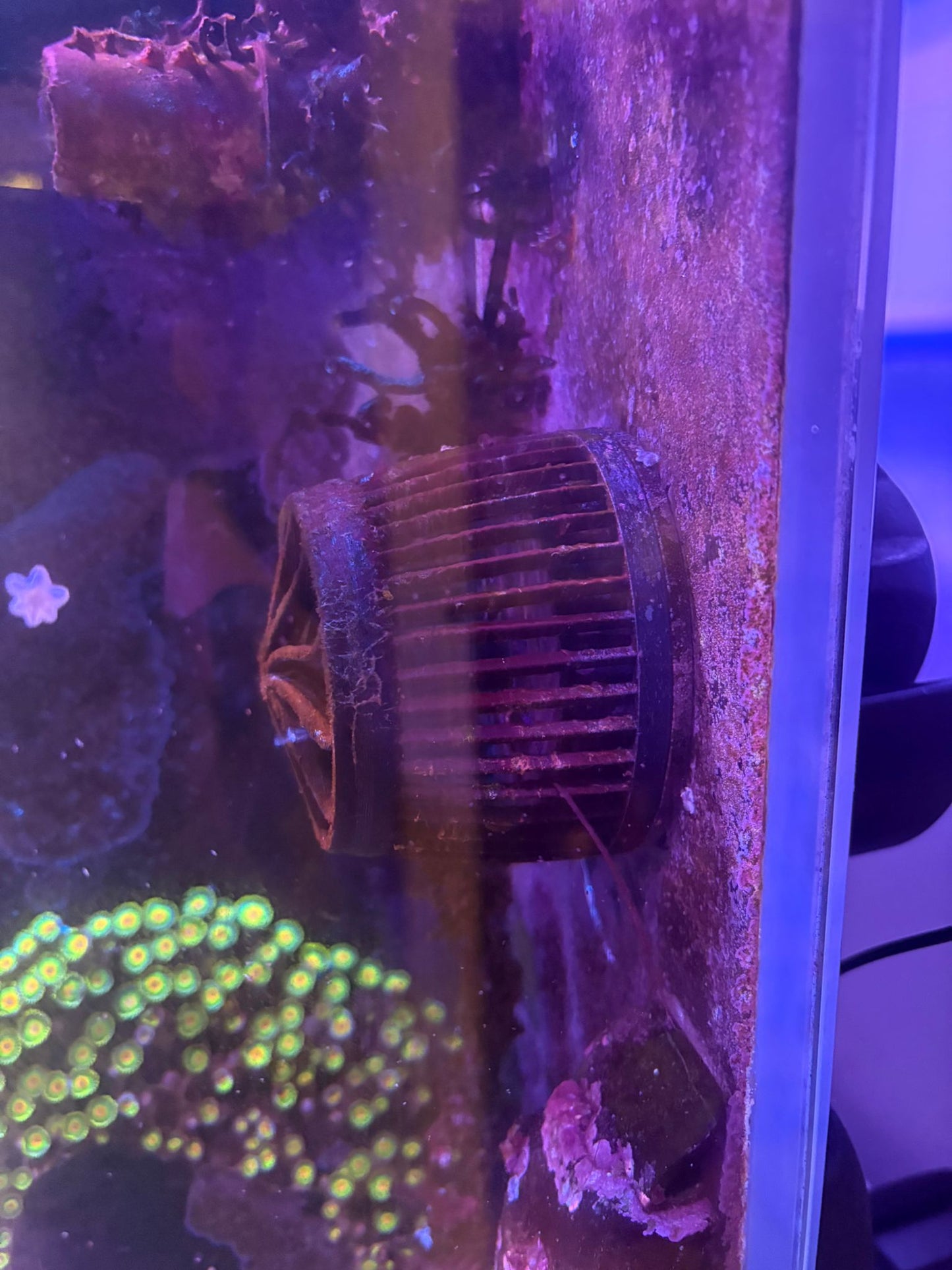 Ecotech Mp40 anemone Guard 